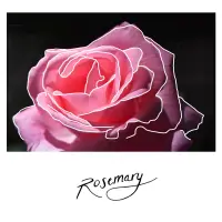 Brother Sister - Rosemary